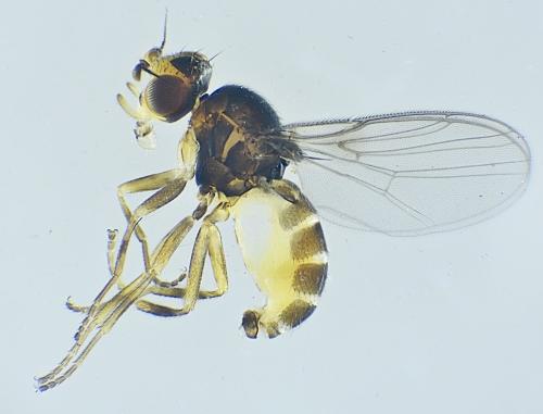 Gaurax sp.